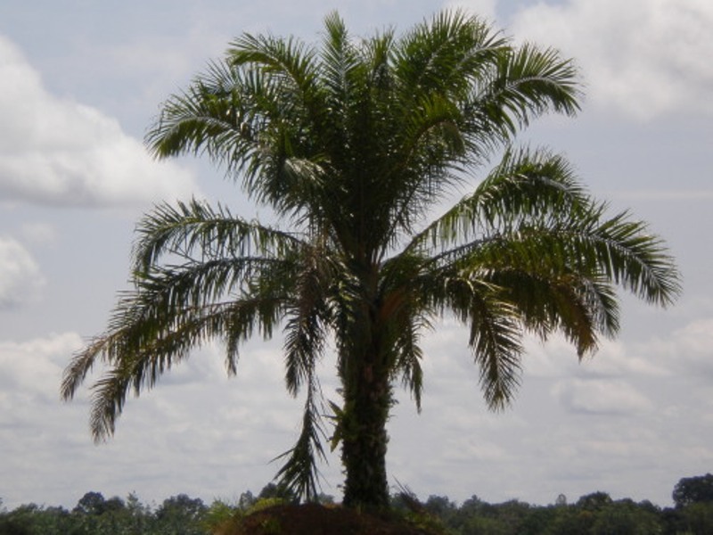 oil palm tree.jpg