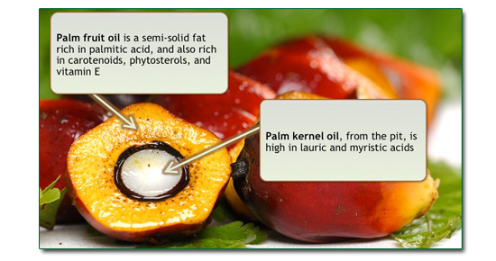 palm oil extraction