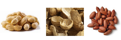 shelling peanut with peanut shller.jpg