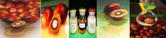 palm oil fractionation 