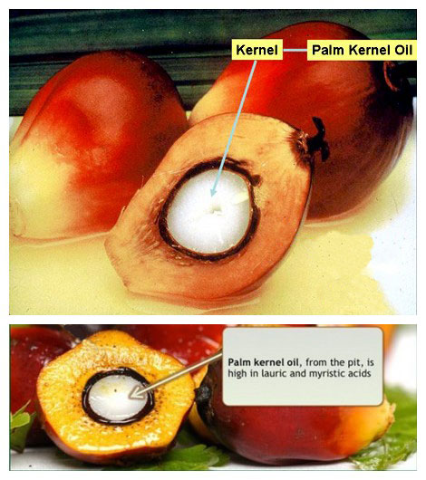 palm_kernels.jpg